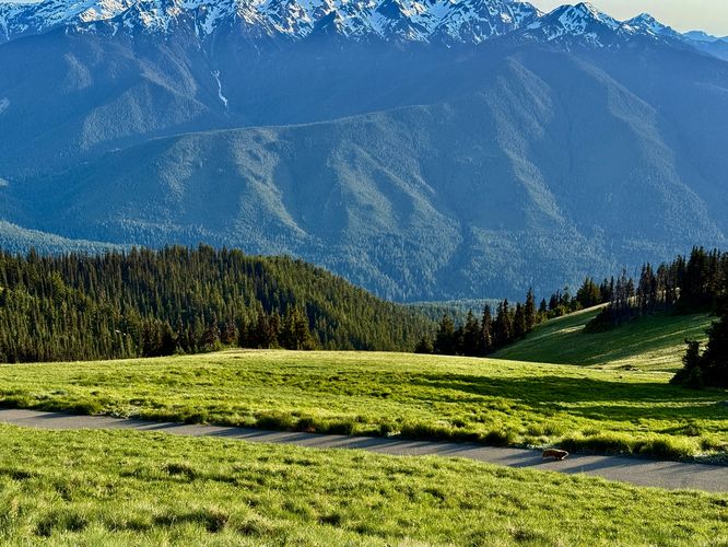 Olympic marmot runs up the trail with a panoramic view in the background