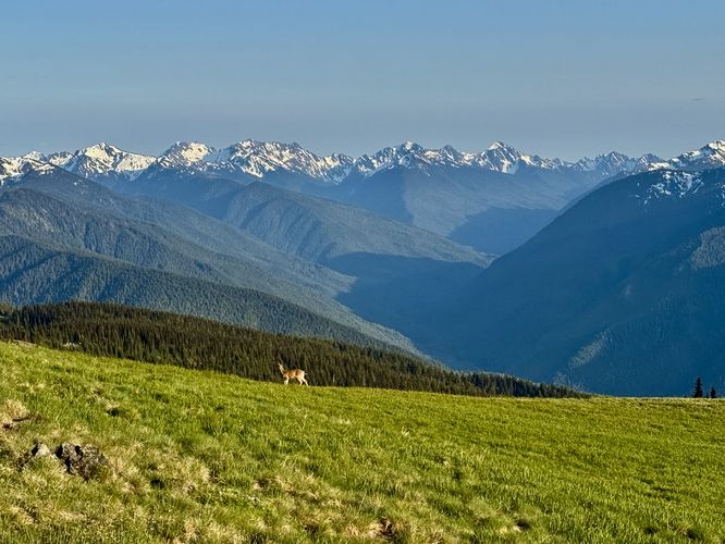 Picture 40 of Hurricane Hill Trail