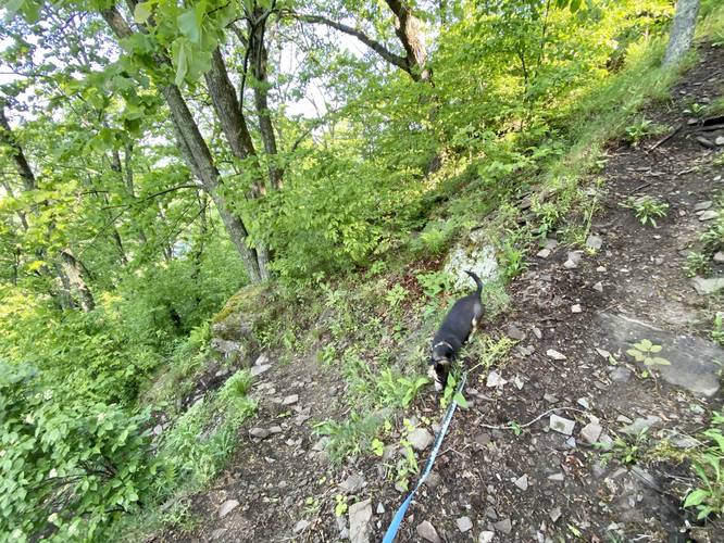Steep trail leads up to Hyner View