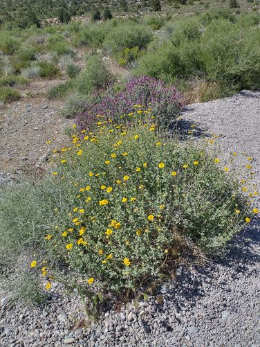 Desert is in bloom