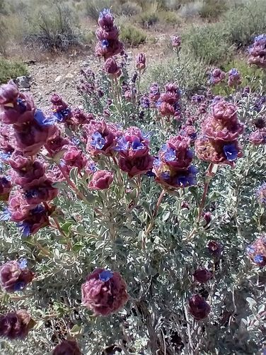 Dorr's Sage in Bloom
