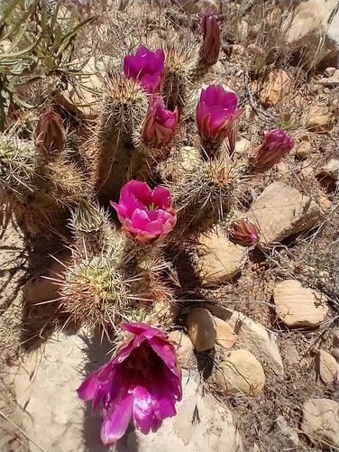 Cactus in bloom along trail