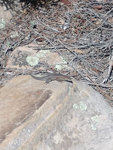 Lizard trail buddy