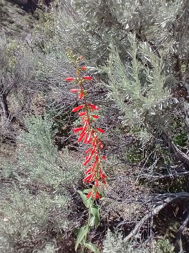 Red Blooms attract Hummingbirds