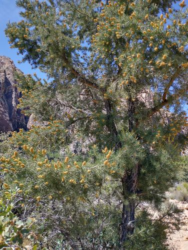 Singleleaf Pinyon