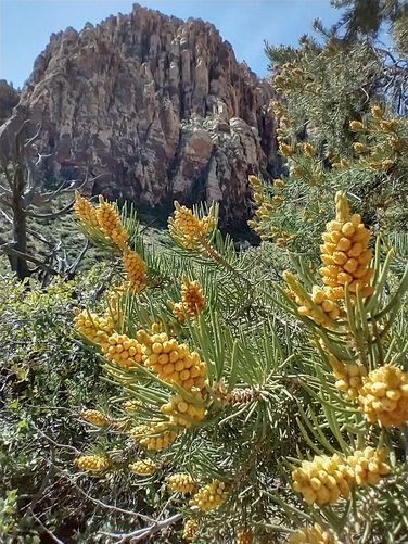 Singleleaf Pinyon loaded with pollen