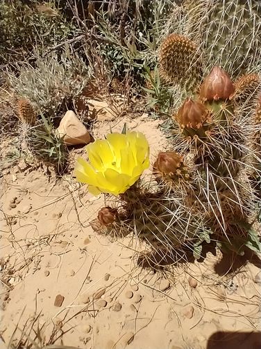 Desert Pricklypear