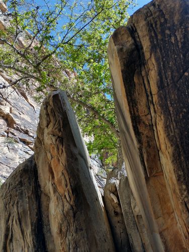 Tree growing in split