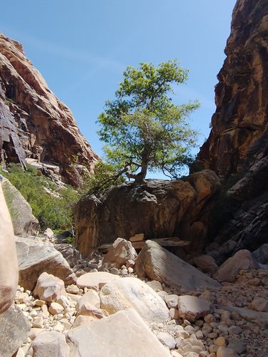 Tree growing in split rock