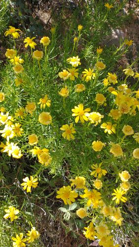 Desert Marigold