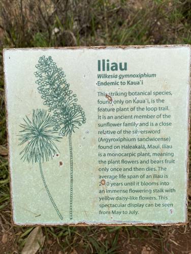 Picture 33 of Iliau Trail