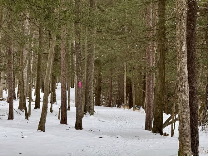 Pink blazes of the Gorge Trail