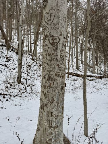 Trees carved with names