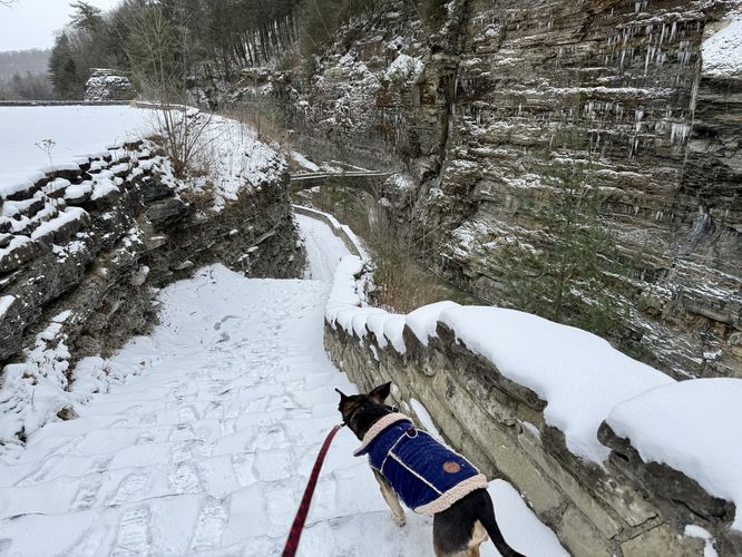 Jax on the trail