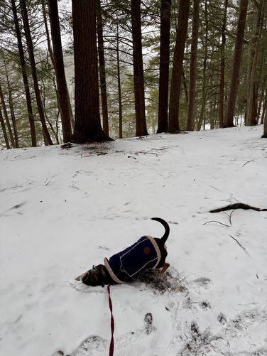 Jax likes to plow the snow