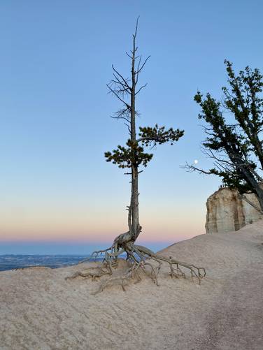 Exposed roots of a pine tree at Bryce Canyon National Park