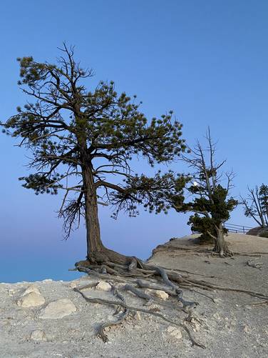 Pine trees cling onto the cliffs at Bryce Canyon along the Rim Trail