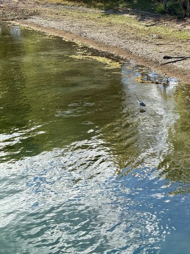 Great Blue Heron stands in the water along the Saint Lawrence River