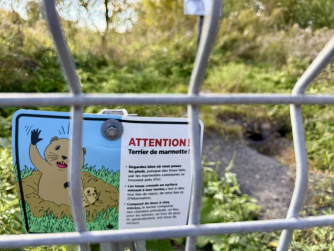 Attention - ground hog activity