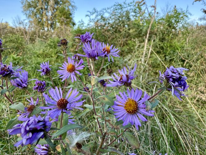 Purple wildflowers in autumn