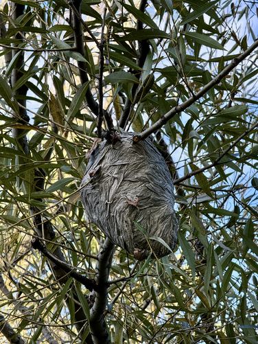 Large hornet nest