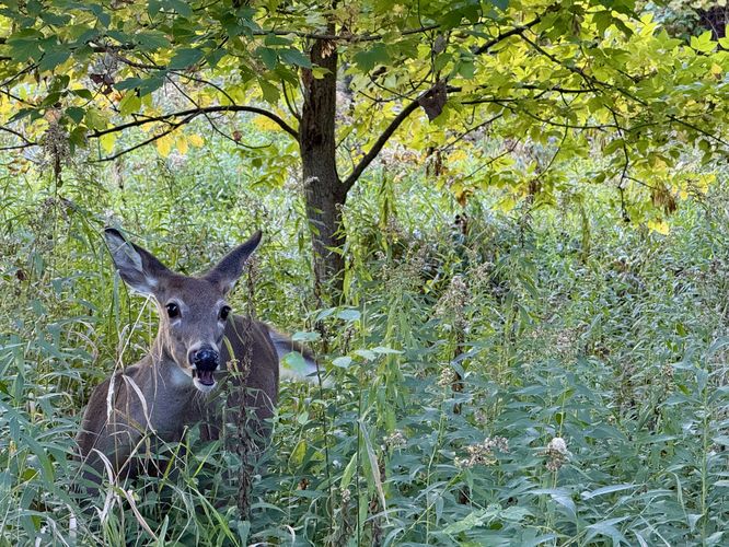 Deer eating dinner on the Island of the Commune