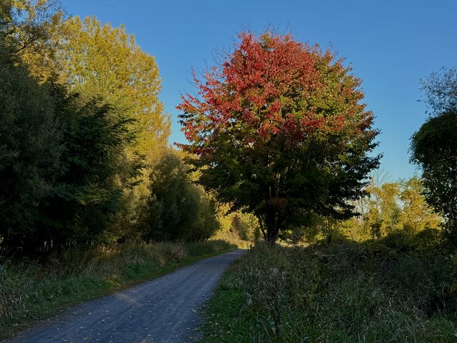 Autumn foliage on the Island of the Commune