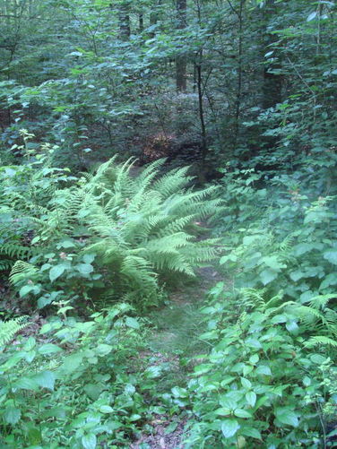 Picture 15 of Ivy Creek Hike 053011