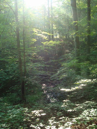 Picture 16 of Ivy Creek Hike 053011
