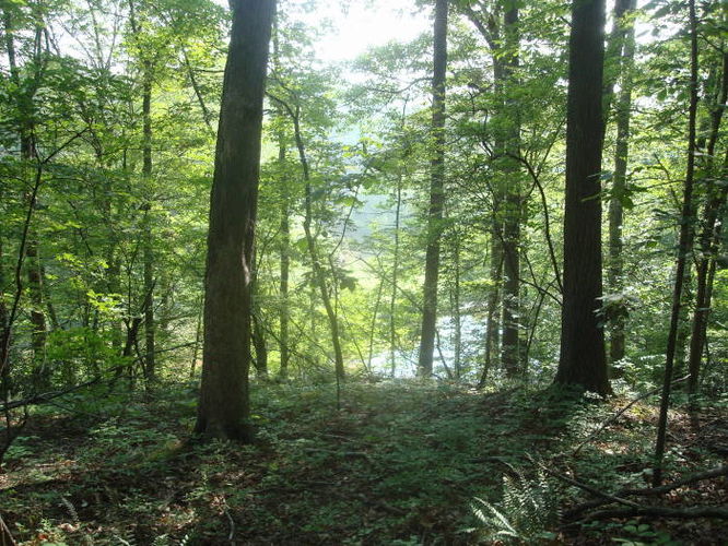 Picture 21 of Ivy Creek Hike 053011