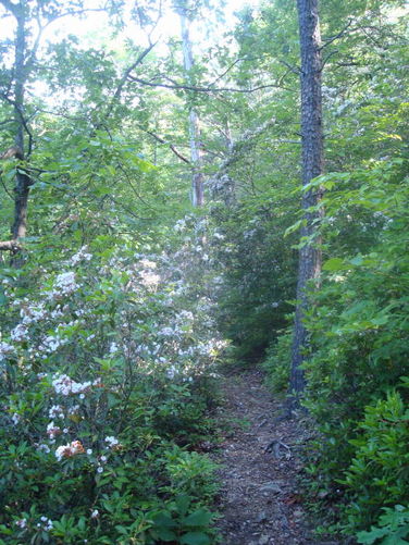 Picture 26 of Ivy Creek Hike 053011