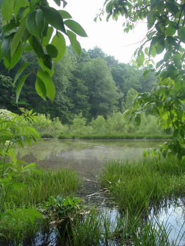 Picture 28 of Ivy Creek Hike 053011