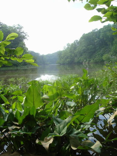 Picture 30 of Ivy Creek Hike 053011