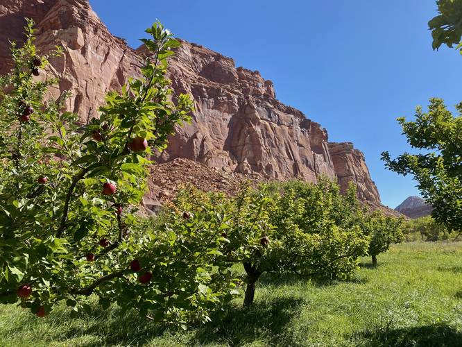 Fresh apples at Capitol Reef National Park