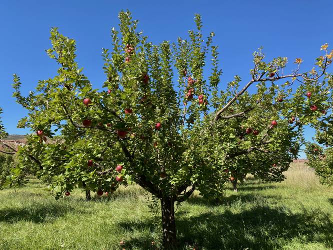 Fresh apples at Capitol Reef National Park