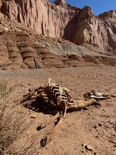 Deer skeleton near Jackson Orchard at Capitol Reef National Park