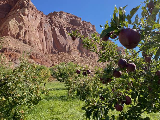 Fresh apples at Capitol Reef National Park