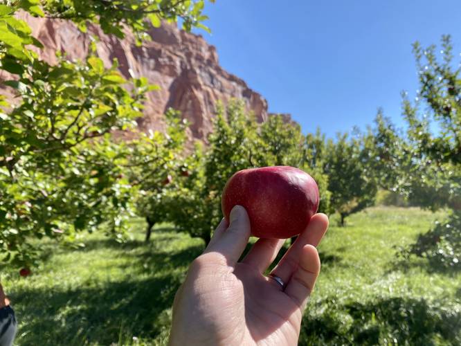 Picked apple at Capitol Reef National Park