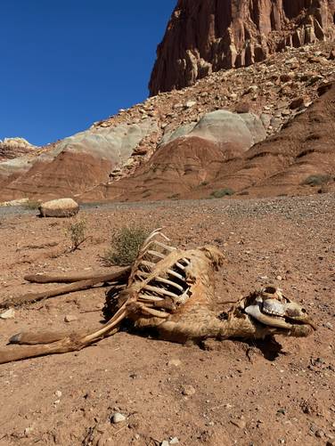 Deer skeleton near Jackson Orchard at Capitol Reef National Park