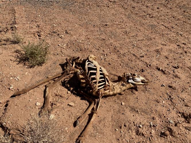 Deer skeleton near Jackson Orchard at Capitol Reef National Park