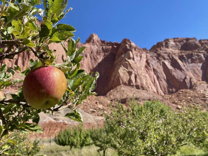 Fresh apples at Capitol Reef National Park