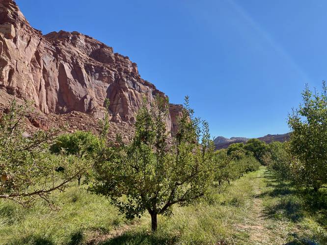 Walking through the Jackson Orchard at Capitol Reef National Park