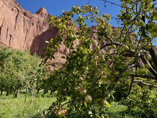 Fresh apples at Capitol Reef National Park