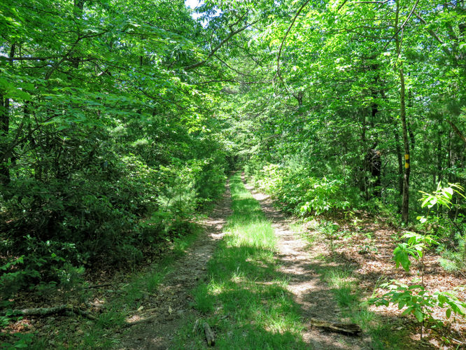 Picture 39 of Jacob Fork Rim Hike 060416