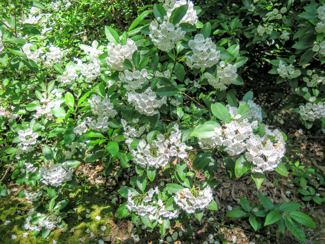 Picture 42 of Jacob Fork Rim Hike 060416