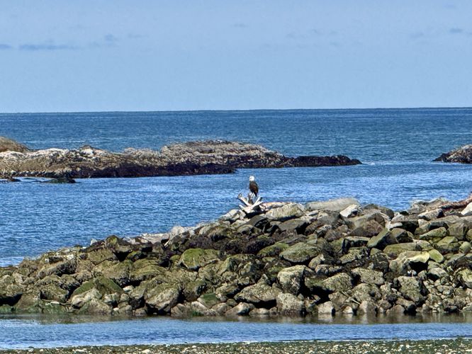 Bald eagle perched on a rock near Little James Island