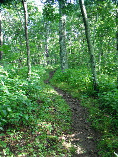 Picture 4 of James River Face Wilderness Hike 070713
