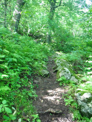 Picture 16 of James River Face Wilderness Hike 070713