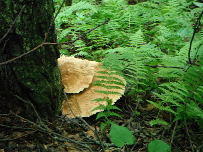 Picture 23 of James River Face Wilderness Hike 070713