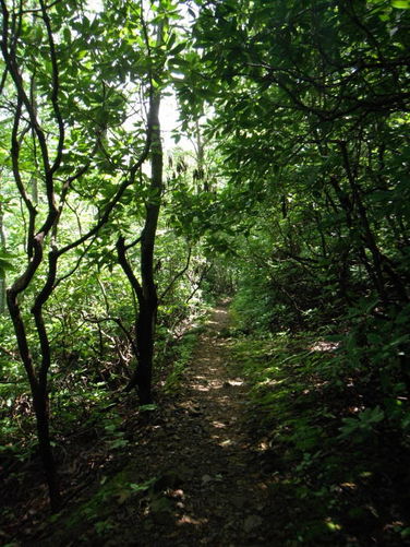 Picture 24 of James River Face Wilderness Hike 070713